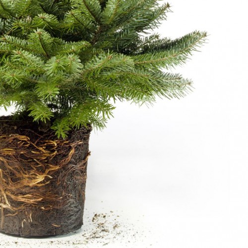 Cum să ai grijă de bradul tău în ghiveci?