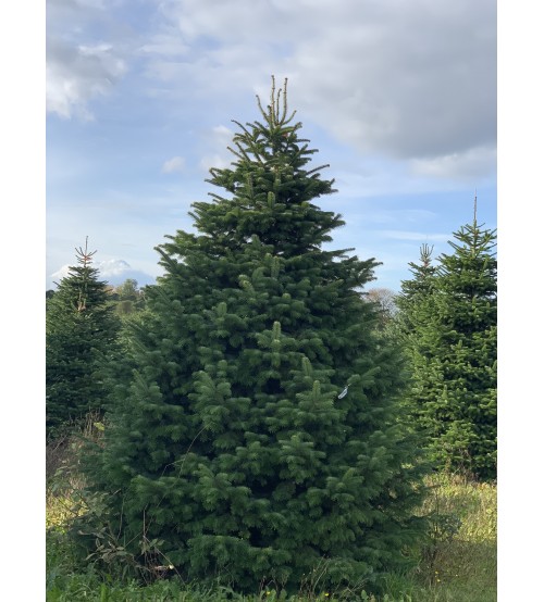 Brad Natural de Craciun Nordmann Top Quality 250-300 cm