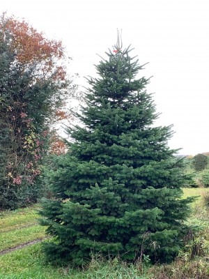 Brad Natural de Craciun Nordmann Top Premium 450-500 cm