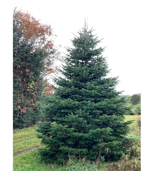 Brad Natural de Craciun Nordmann Top Premium 450-500 cm