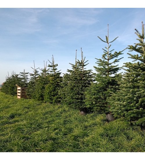 Brad cu Radacina Crescut in Ghiveci Nordmann TOP QUALITY 180-200 cm