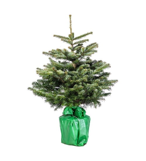 Brad cu Radacina Crescut in Ghiveci Nordmann TOP QUALITY 180-200 cm