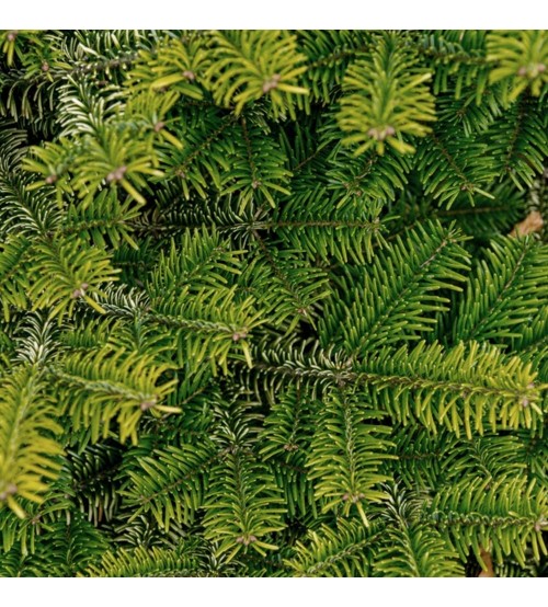 Brad cu Radacina Crescut in Ghiveci Nordmann TOP QUALITY 180-200 cm