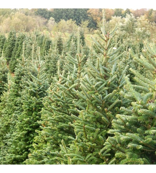 Brad cu Radacina Crescut in Ghiveci Nordmann TOP QUALITY 180-200 cm