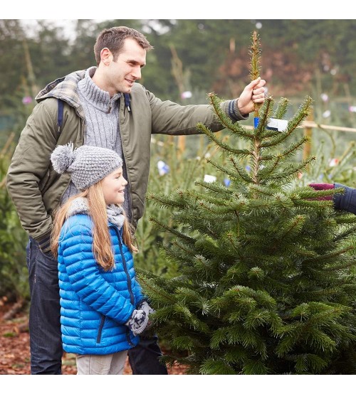 Brad cu Radacina Crescut in Ghiveci Nordmann TOP QUALITY 180-200 cm