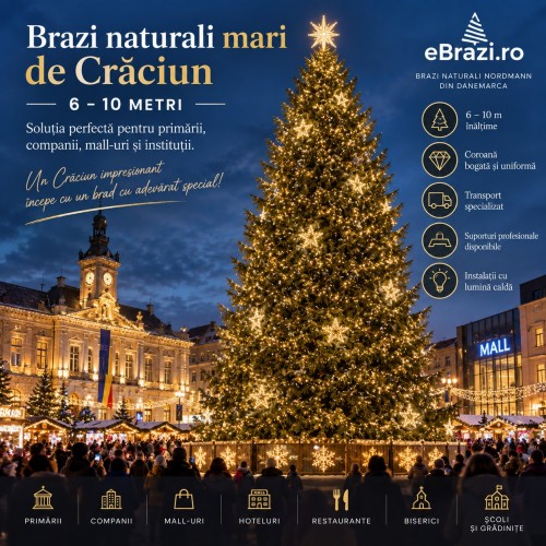Brazi Naturali Mari de Crăciun 5–10 Metri pentru Primării, Companii și Spații Comerciale