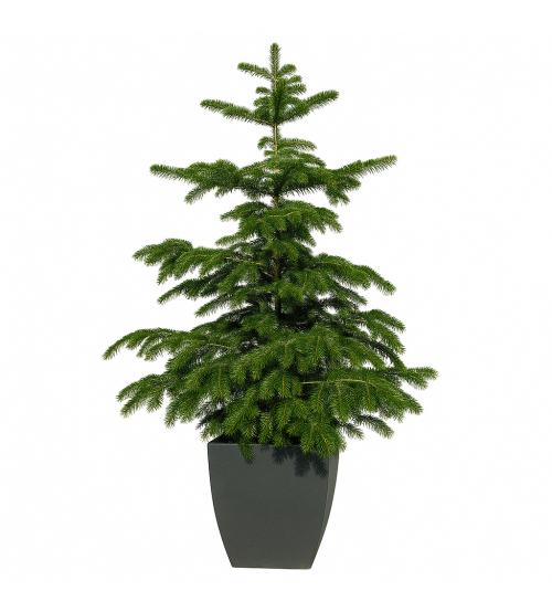 Brad cu Radacina Crescut in Ghiveci Nordmann TOP QUALITY 160-180 cm