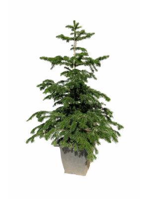 Brad cu Radacina Crescut in Ghiveci Nordmann TOP QUALITY 160-180 cm