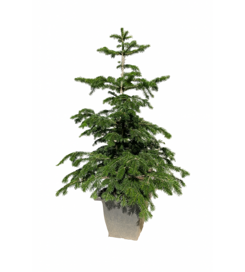 Brad cu Radacina Crescut in Ghiveci Nordmann TOP QUALITY 160-180 cm