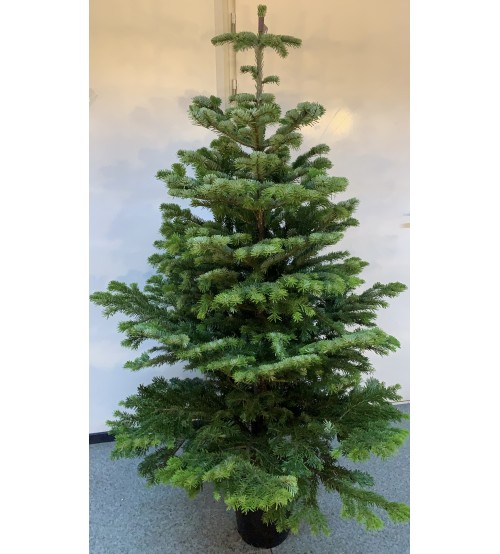 Christmas Tree in pot 160-180 cm