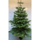 Christmas Tree in pot 160-180 cm