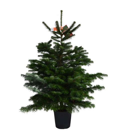 TOP QUALITY Nordmann Christmas tree root from 80 to 100 cm