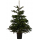 TOP QUALITY Nordmann Christmas tree root from 100 - 120 cm   320 RON 