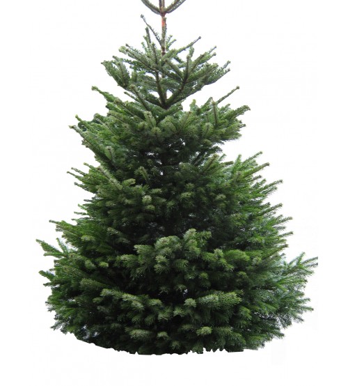 TOP QUALITY Nordmann Christmas Tree 175-200 cm