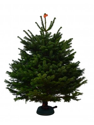 Brad Natural de Craciun Nordmann Premium Quality 150-175 cm