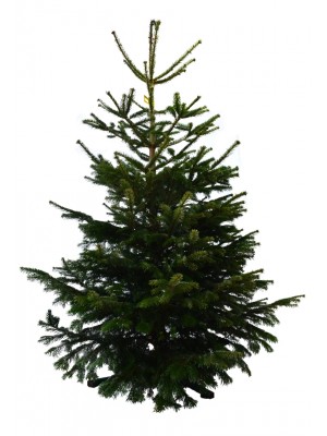 Brad Natural de Craciun Nordmann Standard Quality 200-250 cm