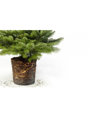 Brad cu radacina  crescut in ghiveci Nordmann Top Quality 140-160 cm