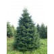 TOP QUALITY Nordmann Christmas tree 7-8m