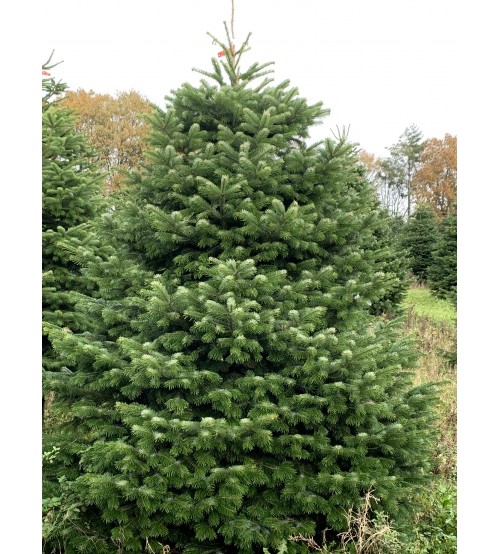 TOP QUALITY Nordmann Christmas tree 2,25-2,50m