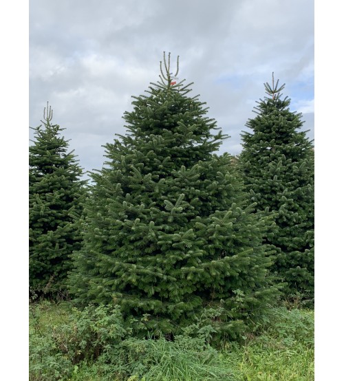 TOP QUALITY Nordmann Christmas tree 2,25-2,50m