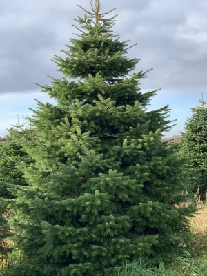 Brad natural de Craciun nordmann TOP QUALITY Special Edition 400-450 cm