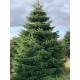 TOP QUALITY Nordmann Christmas tree 7-8m