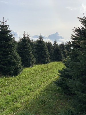 TOP QUALITY Nordmann Christmas tree 6-7m