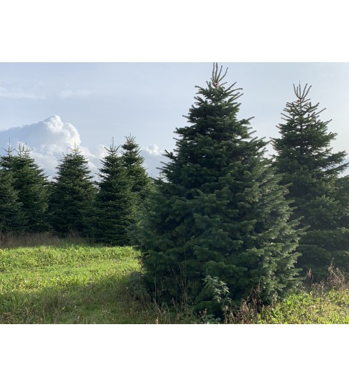 TOP QUALITY Nordmann Christmas tree 4,5-5m