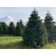 TOP QUALITY Nordmann Christmas tree 4,5-5m