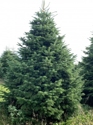 Brad natural de Craciun nordmann TOP QUALITY Special Edition 450-500 cm