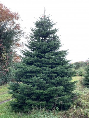 Brad natural de Craciun nordmann TOP QUALITY Special Edition 600-700 cm