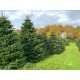 TOP QUALITY Nordmann Christmas Tree 175-200 cm