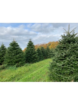 Brad Natural de Craciun Nordmann TOP Premium Quality 175-200 cm