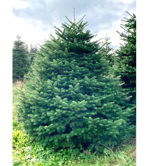 TOP QUALITY Nordmann Christmas Tree 150-175 cm