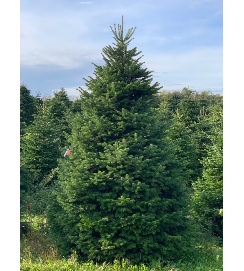 TOP QUALITY Nordmann Christmas Tree 2-2,25m