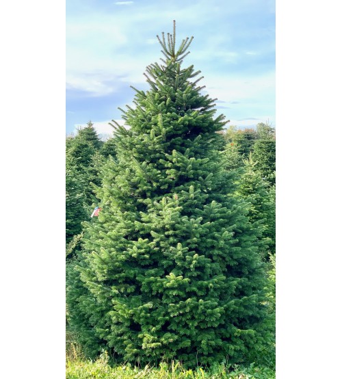 TOP QUALITY Nordmann Christmas Tree 2-2,25m