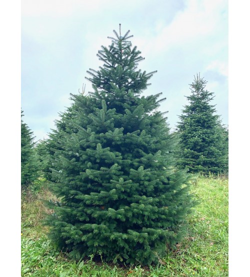 Christmas Tree Nordmann 3m-4m V.I.P.