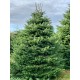 Christmas Tree Nordmann 3m-4m