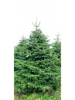 Christmas Tree Nordmann 3m-4m V.I.P.