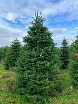 Christmas Tree Nordmann 3m-4m