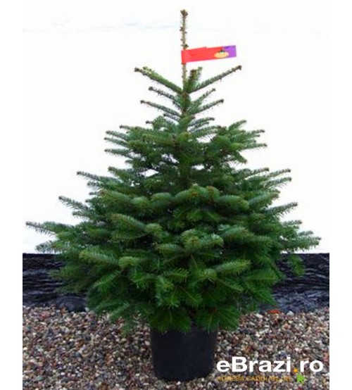 TOP QUALITY Nordmann Christmas tree root from 100 - 120 cm