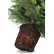 TOP QUALITY Nordmann fir root from 120 to 150 cm