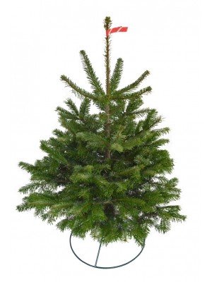 Brad Natural de Craciun Nordmann TOP QUALITY 0.50 -100 cm