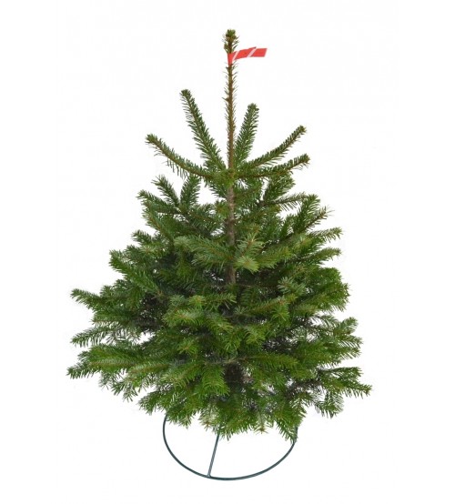 TOP QUALITY Nordmann Christmas tree 0,5-1m
