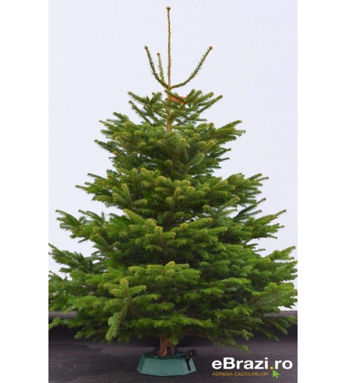 TOP QUALITY Nordmann Christmas Tree 150-175 cm