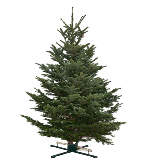 TOP QUALITY Nordmann Christmas Tree 3-3,5m