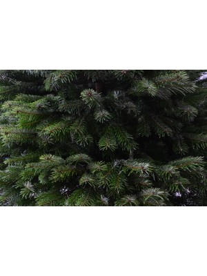 Brad Natural de Craciun Nordmann Premium 100 - 125 cm