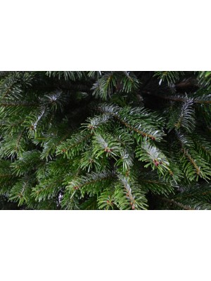 Brad Natural de Craciun Nordmann Premium 125-150 cm